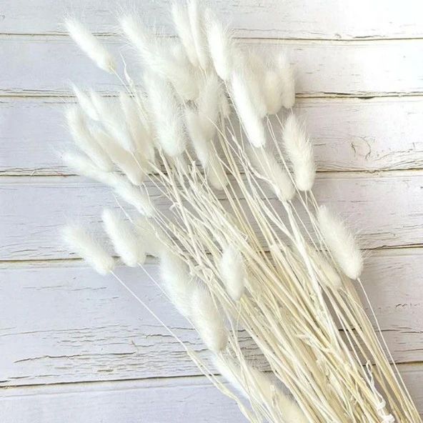 Nettenevime Kuru Çiçek Doğal Krem Natural Pamuk Otu 20gram 1. Kalite Şoklanmış Bozulmaz - Resim 2