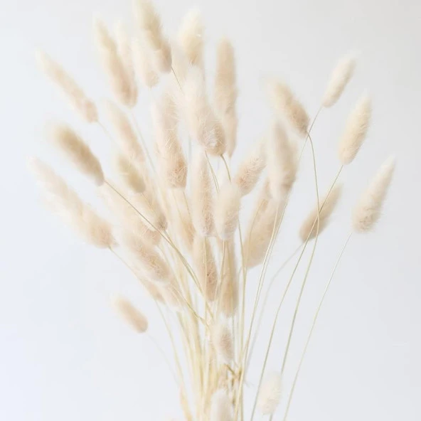 Nettenevime Kuru Çiçek Doğal Krem Natural Pamuk Otu 20gram 1. Kalite Şoklanmış Bozulmaz - Resim 3