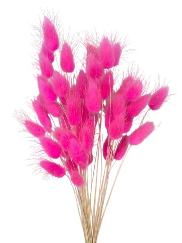 Nettenevime Kuru Çiçek Doğal ÇİNGENE PEMBE Pamuk Otu 10gram 1. Kalite Şoklanmış Bozulmaz - Resim 2