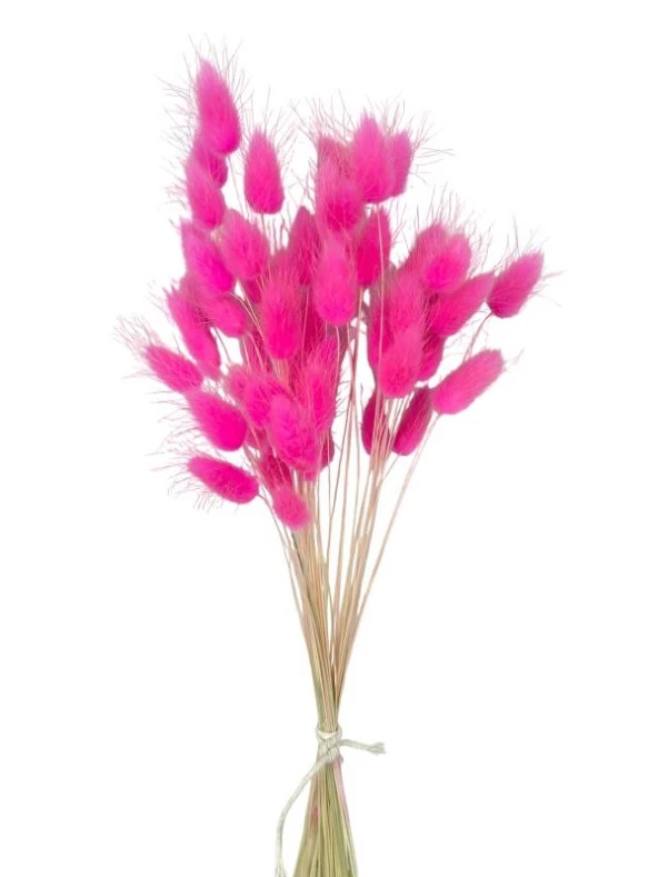 Nettenevime Kuru Çiçek Doğal ÇİNGENE PEMBE Pamuk Otu 10gram 1. Kalite Şoklanmış Bozulmaz - Resim 3