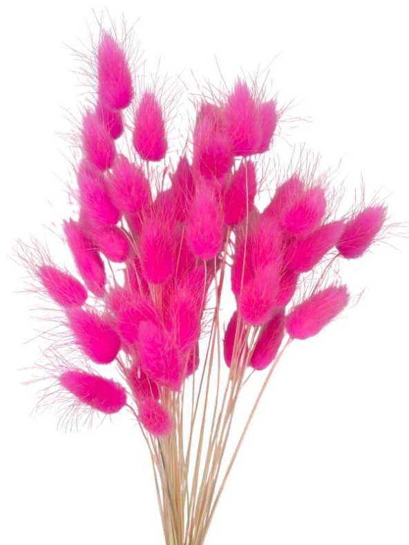 Nettenevime Kuru Çiçek Doğal ÇİNGENE PEMBE Pamuk Otu 10gram 1. Kalite Şoklanmış Bozulmaz - Resim 4