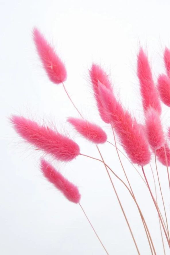 Nettenevime Kuru Çiçek Doğal ÇİNGENE PEMBE Pamuk Otu 10gram 1. Kalite Şoklanmış Bozulmaz - Resim 5