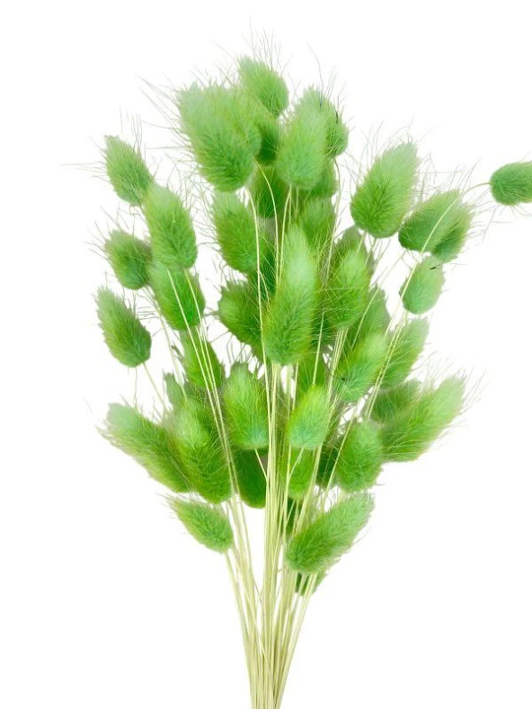 Nettenevime Kuru Çiçek Doğal ÇİMEN YEŞİL Pamuk Otu 10gram 1. Kalite Şoklanmış Bozulmaz - Resim 3