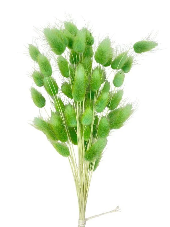 Nettenevime Kuru Çiçek Doğal ÇİMEN YEŞİL Pamuk Otu 10gram 1. Kalite Şoklanmış Bozulmaz - Resim 4