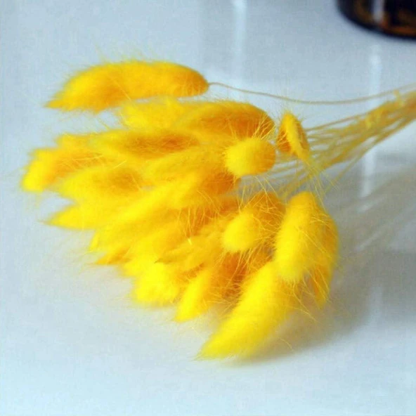 Nettenevime Kuru Çiçek Doğal SARI Pamuk Otu 10gram 1. Kalite Şoklanmış Bozulmaz - 4