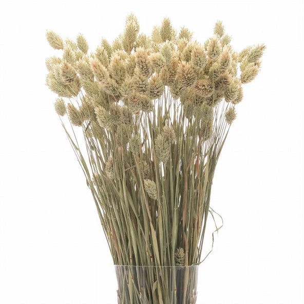 Nettenevime Kuru Çiçek Doğal Kuş Otu Ham Renk 40-50gram 1. Kalite Şoklanmış Bozulmaz - 2