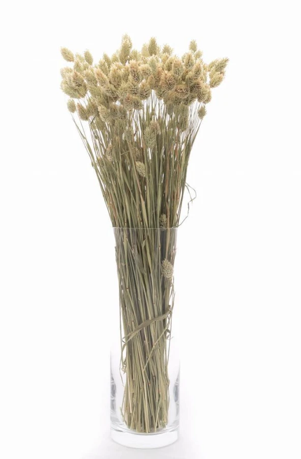 Nettenevime Kuru Çiçek Doğal Kuş Otu Ham Renk 40-50gram 1. Kalite Şoklanmış Bozulmaz - 3