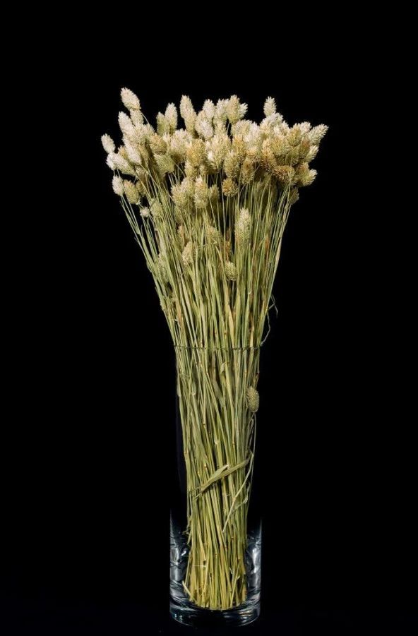 Nettenevime Kuru Çiçek Doğal Kuş Otu Ham Renk 40-50gram 1. Kalite Şoklanmış Bozulmaz - 4