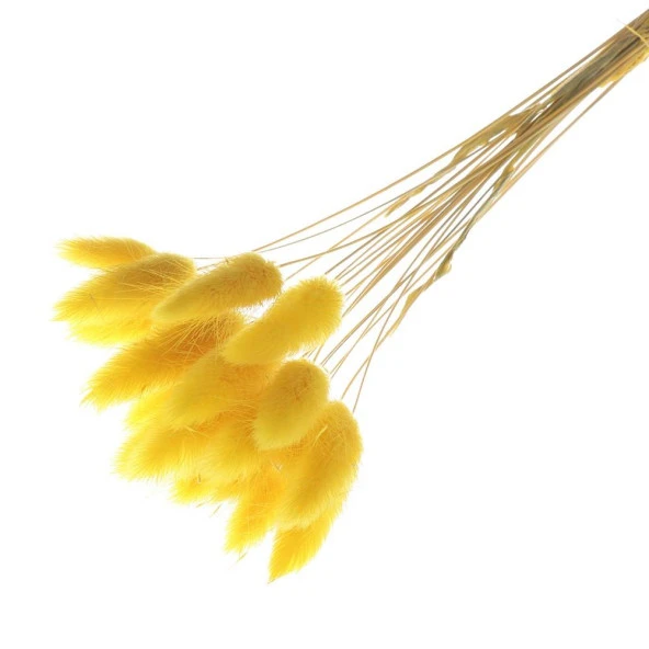 Nettenevime Kuru Çiçek Doğal SARI Pamuk Otu 10gram 1. Kalite Şoklanmış Bozulmaz - 8