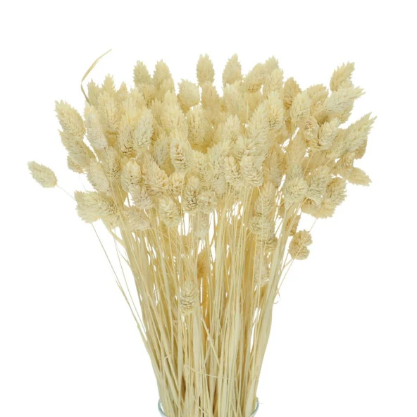 Nettenevime Kuru Çiçek Doğal Kuş Otu Krem Renk 40-50gram 1. Kalite Şoklanmış Bozulmaz