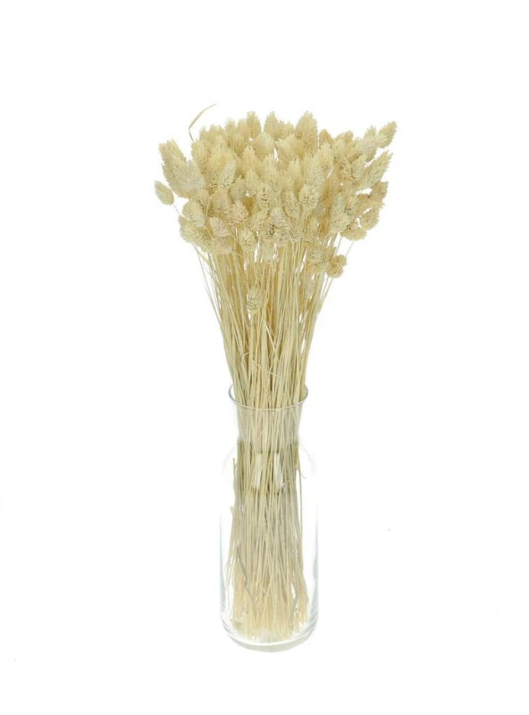 Nettenevime Kuru Çiçek Doğal Kuş Otu Krem Renk 40-50gram 1. Kalite Şoklanmış Bozulmaz - 2