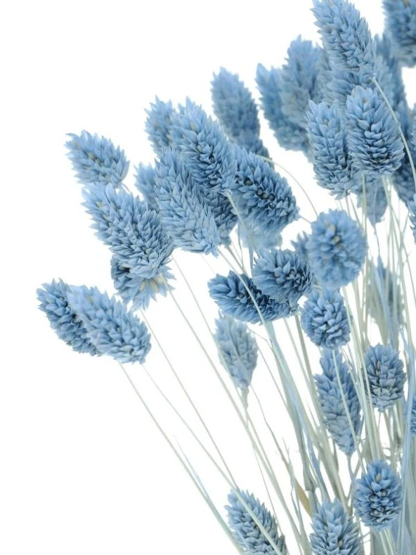 Nettenevime Kuru Çiçek Doğal Kuş Otu Mavi Açık Renk 40-50gram 1. Kalite Şoklanmış Bozulmaz - 2