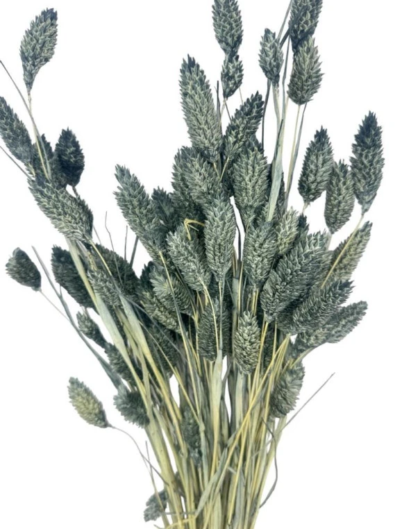 Nettenevime Kuru Çiçek Doğal Kuş Otu GRİ Renk 40-50gram 1. Kalite Şoklanmış Bozulmaz ürün görseli