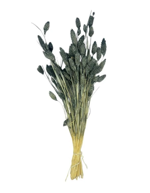 Nettenevime Kuru Çiçek Doğal Kuş Otu GRİ Renk 40-50gram 1. Kalite Şoklanmış Bozulmaz - Resim 3