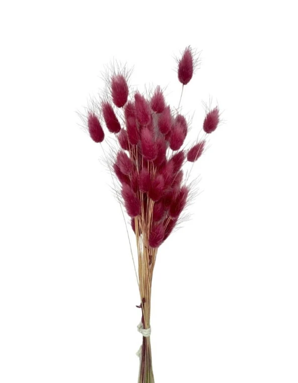 Nettenevime Kuru Çiçek Doğal BORDO AÇIK Pamuk Otu 10gram 1. Kalite Şoklanmış Bozulmaz - Resim 3