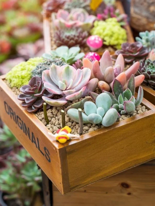 Nettenevime 10lu Set Yapay Çiçek Kaktüs Sukulent Modelleri 10 Karışık Model Skulent - 4