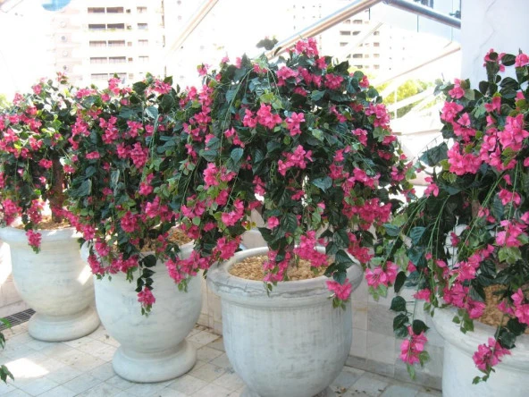 Nettenevime Yapay Çiçek Fuşya Begonvil Çiçeği 8Dallı 70cm Sarkan Çiçek - Resim 7