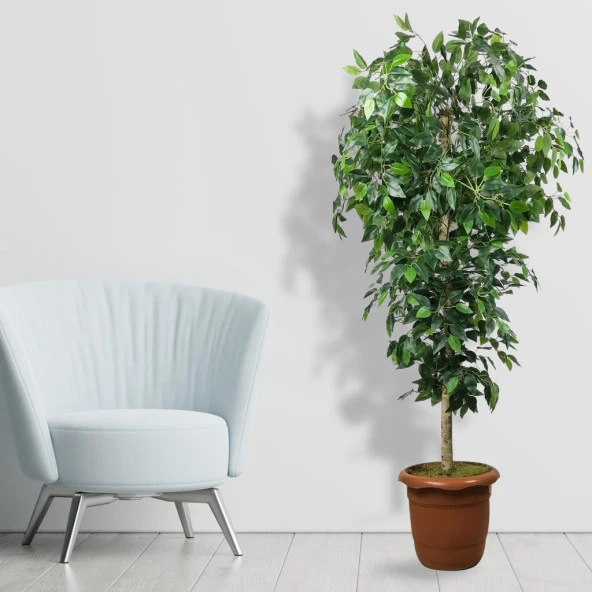 Nettenevime Yapay Ağaç Yeşil Benjamin170 cm Plastik Saksılı 1.Kalite Yapay Çiçek Dekoru - 2