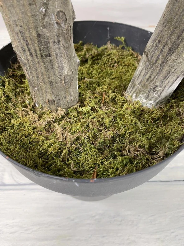 Nettenevime Yapay Ağaç 2 Katlı Benjamin Siyah Plastik Saksıda 190 cm 1.Kalite Yapay Çiçek Dekoru - Resim 4