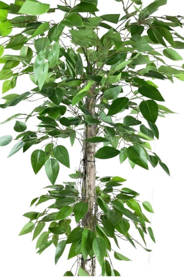 Nettenevime Yapay Ağaç Benjamin 2 Gövdeli Çalılı 2 Katlı 120x70cm Siyah Plastik Saksılı - 2