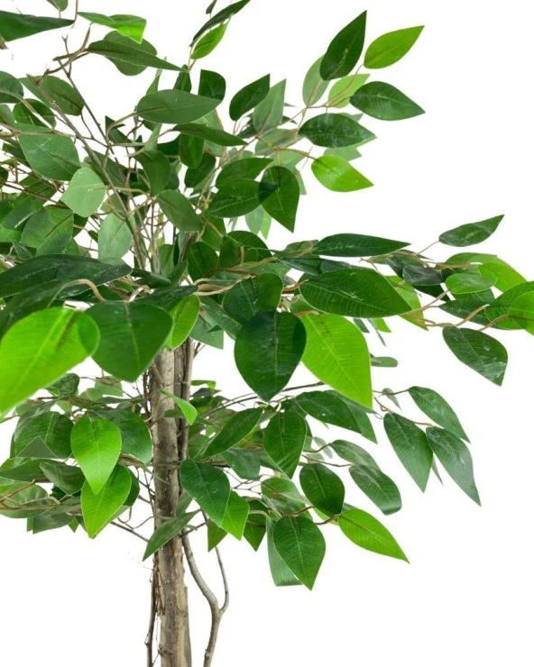 Nettenevime Yapay Ağaç Benjamin 2 Gövdeli Çalılı 90*60cm Siyah Plastik Saksılı - Resim 5