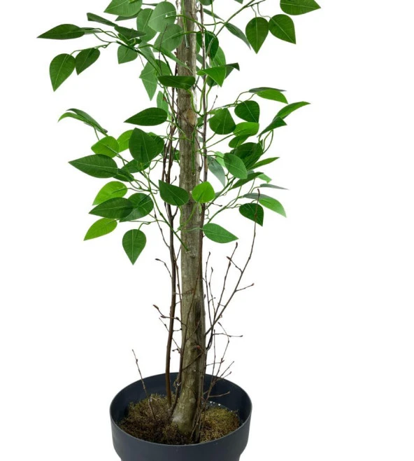 Nettenevime Yapay Limon Ağacı 130cm 8 Limonlu Doğal Görünümlü Siyah Plastik Saksılı Yapay Ağaç - 4