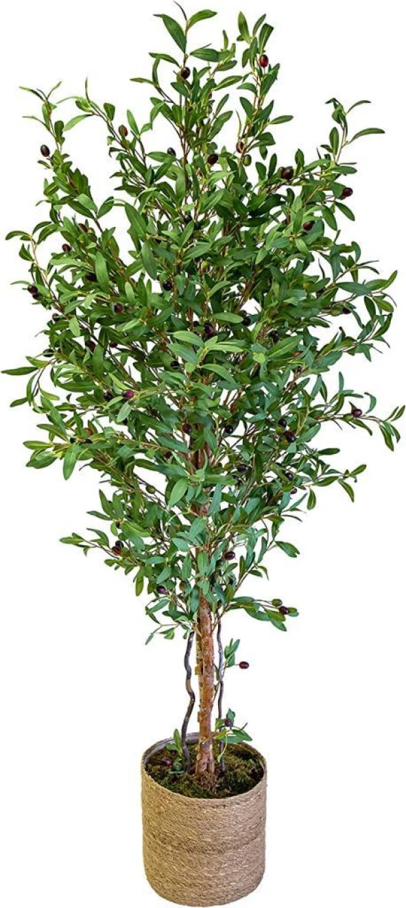 Nettenevime Yapay Zeytin Ağacı 180cm Hasır Örgü Kaplama Saksıda İki Gövdeli Doğal Görünümlü Yapay Ağaç