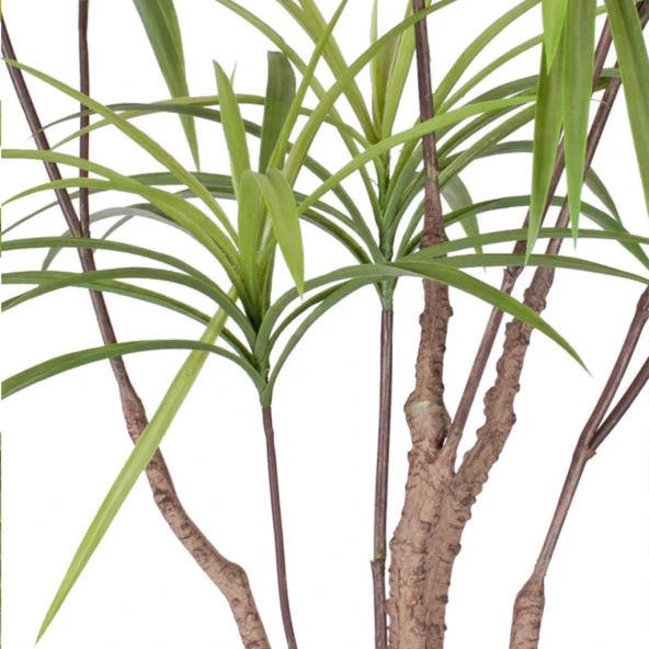 Yapay Ağaç Dracaena Ağacı 8Gövdeli 180cm Premium Kalite - 5