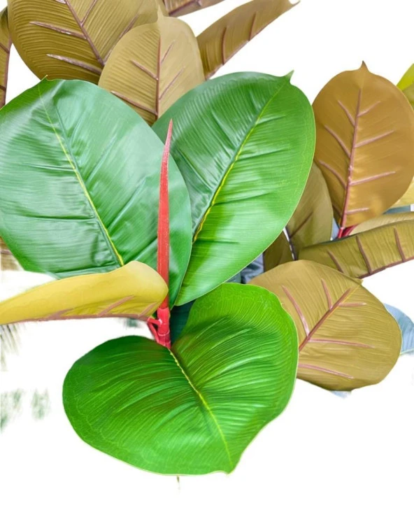 Nettenevime Yapay Ağaç Kauçuk Ağacı Ficus Elastica  Salon Çiçeği 150*90 Doğal Gövdeli 61 Yaprak - Resim 2