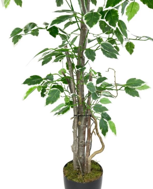 Nettenevime Yapay Ağaç Benjamin 120cm Yeşilbeyaz Çalılı Siyah Plastik Saksılı - Resim 3