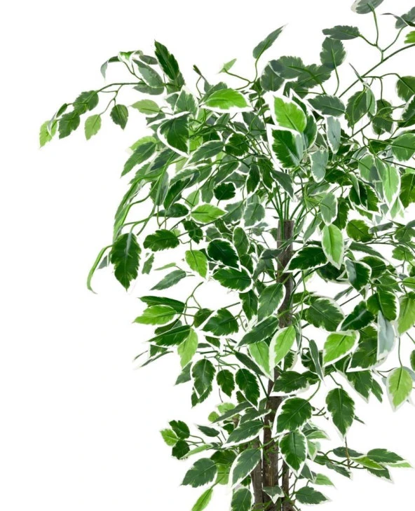 Nettenevime Yapay Ağaç Benjamin 120cm Yeşilbeyaz Çalılı Siyah Plastik Saksılı - Resim 4