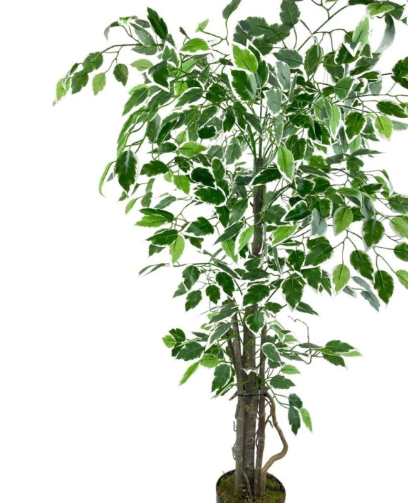 Nettenevime Yapay Ağaç Benjamin 120cm Yeşilbeyaz Çalılı Siyah Plastik Saksılı - Resim 5