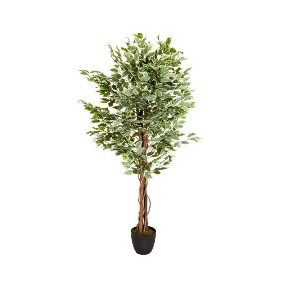 Yapay Ağaç Benjamin Yeşilbeyaz 2 Gövdeli Çalılı 165*80cm Siyah Plastik Saksılı - 7