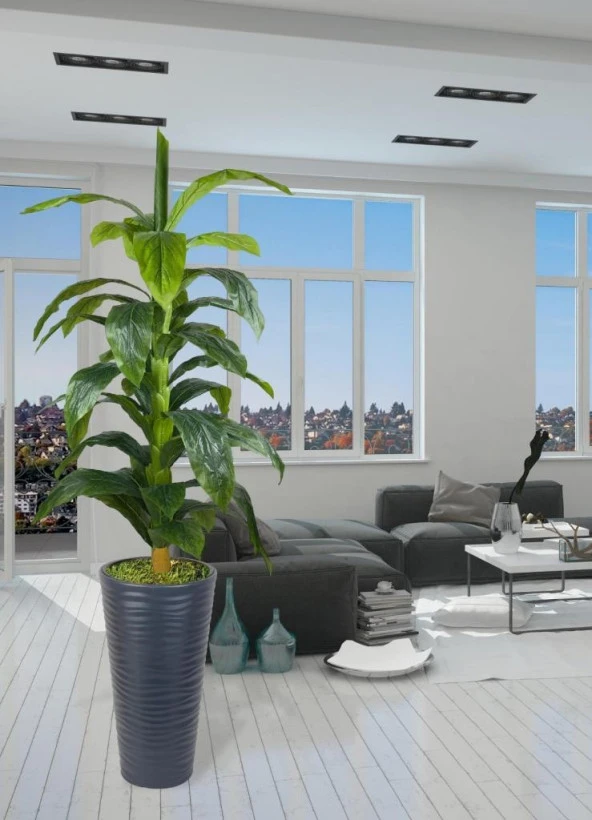 Nettenevime Yapay Ağaç Yukka Kılıç Çiçeği Siyah Kumsal Vazoda 185*70 35 Yaprak - Resim 2