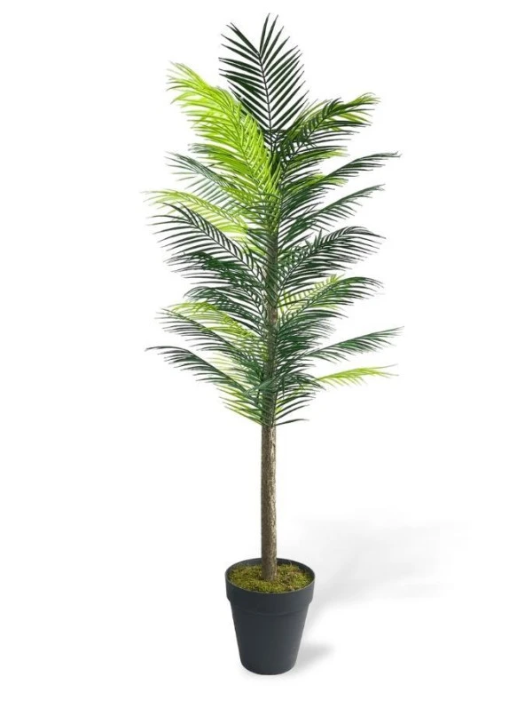 Nettenevime Yapay Ağaç Palmiye 160*70Cm 36 Yaprak Areka Ağacı Siyah Saksıda Tek Gövdeli