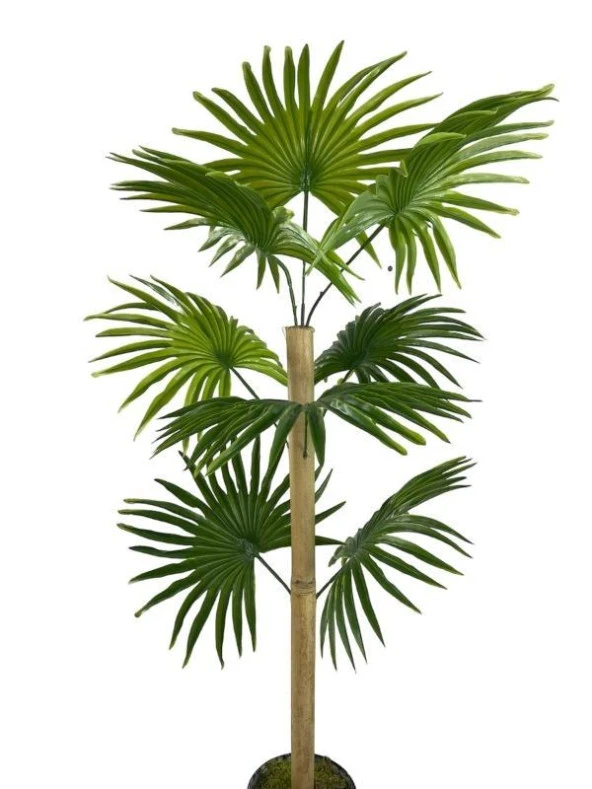 Nettenevime Yapay Ağaç Fanpalm 8Yaprak 85*45cm Yelpaze Palmiye Siyah Aleminyum Saksı - Resim 5