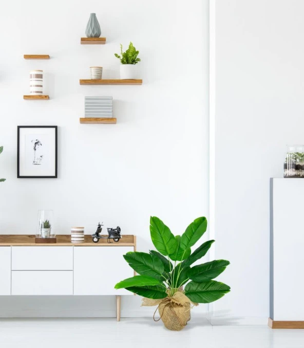 Nettenevime Yapay Çiçek Keten Hasır Saksıda Yeşil Muz Yapraklı 12Dal 50cm Salon Çiçeği Yapay Bitki - Resim 4