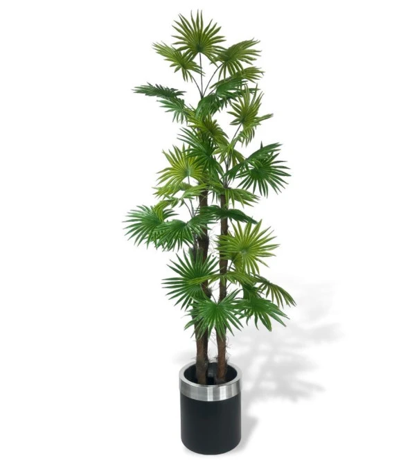 Nettenevime Yapay Ağaç Yelpaze Palmiye 4Katlı Fanpalm 32 Yaprak Gümüş Kemerli Siyah Saksıda 170*65cm - Resim 3