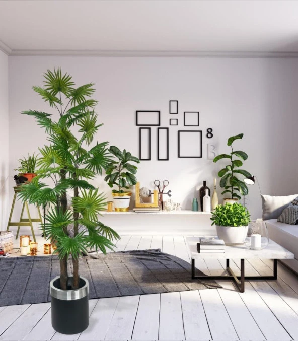 Nettenevime Yapay Ağaç Yelpaze Palmiye 4Katlı Fanpalm 32 Yaprak Gümüş Kemerli Siyah Saksıda 170*65cm - Resim 6