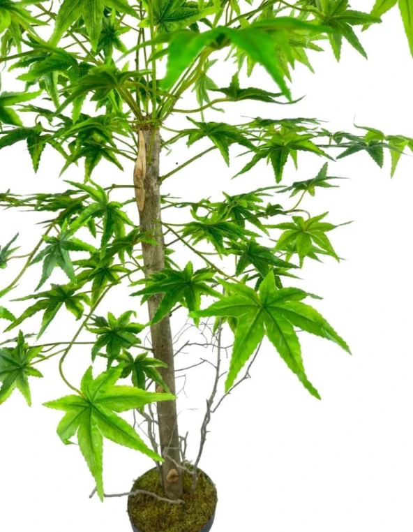 Nettenevime Yapay Ağaç Yeşil Japon Akçaağacı 100x70cm Siyah Plastik Saksılı - 5