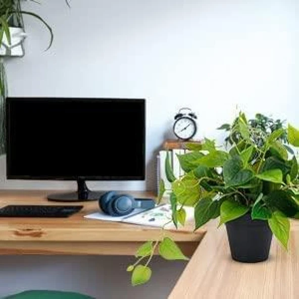 Nettenevime Saksıda Sarmaşık Sarı Yeşil Oval Yapraklı Sarmaşık Yapay Çiçek Siyah Saksıda - Resim 6