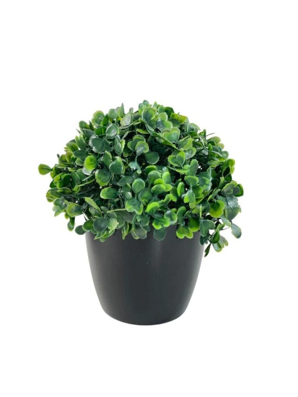 Nettenevime Yapay Çiçek Şimşir Bonus 19*17cm Yapay Bitki Siyah Plastik Saksılı Dekoratif Süs Çiçeği - 2