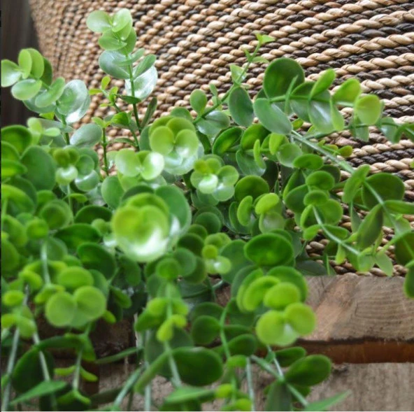 Nettenevime Yapay Çiçek Sarkan Şimşir Okaliptus Yapay Sarmaşık - Resim 2