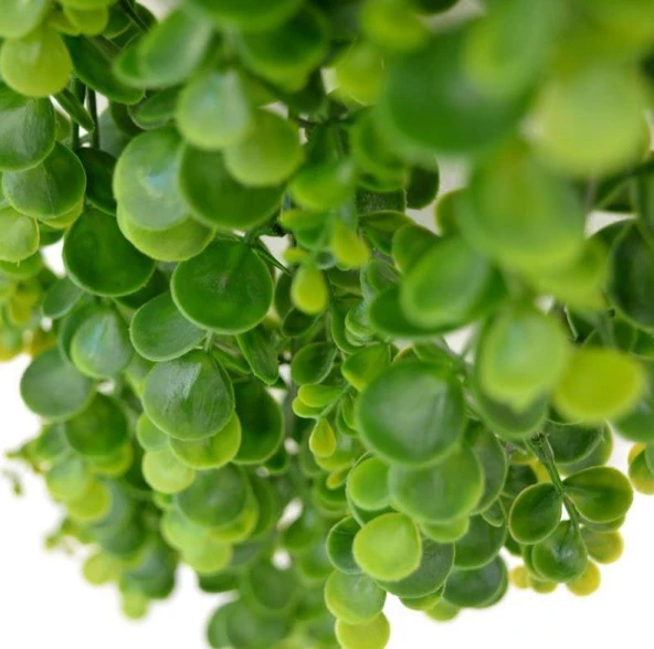 Nettenevime Yapay Çiçek Sarkan Şimşir Okaliptus Yapay Sarmaşık - Resim 4