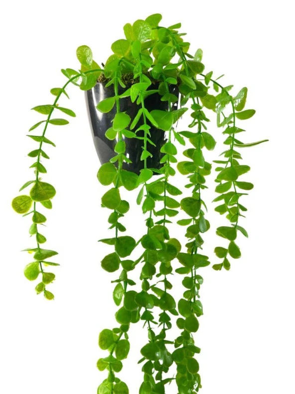 Nettenevime Yapay Çiçek Saksıda Sarkan Okaliptus 80cm - Resim 5