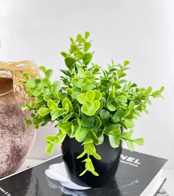 Nettenevime Yapay Çiçek Yeşil Renk Şimşir Siyah Saksıda Siyah Plastik Saksılı Dekoratif Süs Çiçeği ürün görseli