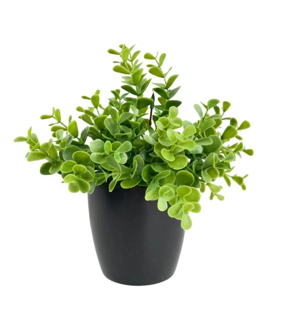 Nettenevime Yapay Çiçek Yeşil Renk Şimşir Siyah Saksıda Siyah Plastik Saksılı Dekoratif Süs Çiçeği - Resim 2