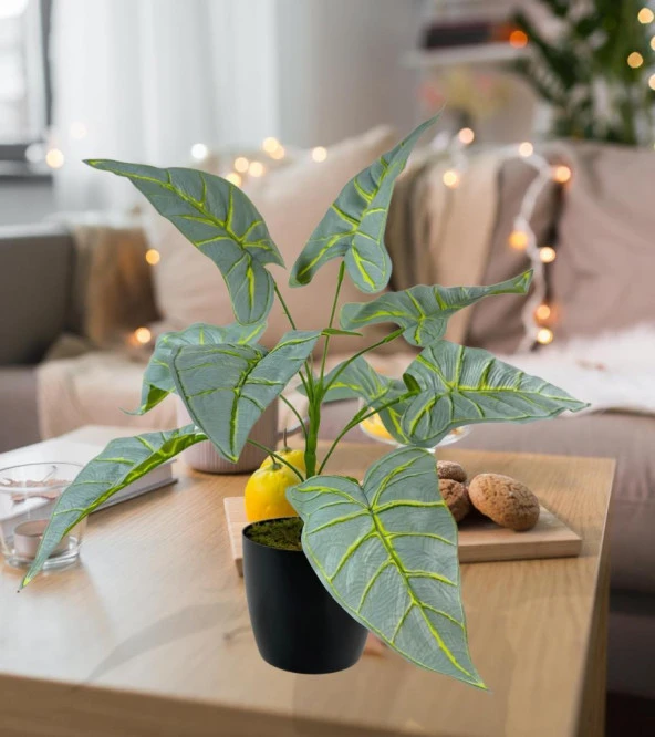 Nettenevime Yapay Çiçek Fil Kulağı Açık Yeşil Islak Doku Salon Bitkisi Siyah Saksıda 40cm 9 Yapraklı - Resim 5