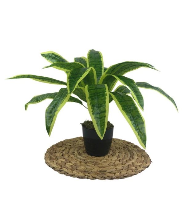 Nettenevime Yapay Çiçek Masengena Sansevieria 12 Dal 40*50cm Salon Çiçeği Plastik Siyah Saksılı Yapay Bitki