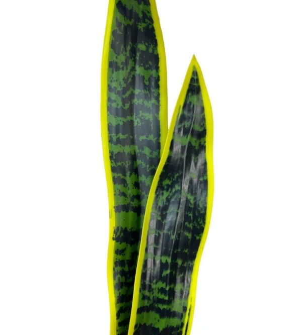 Nettenevime Yapay Çiçek Sansevieria Yeşil Kılıç Çiçeği 4 Adet 65cm Salon Çiçeği Yapay Bitki - Resim 3